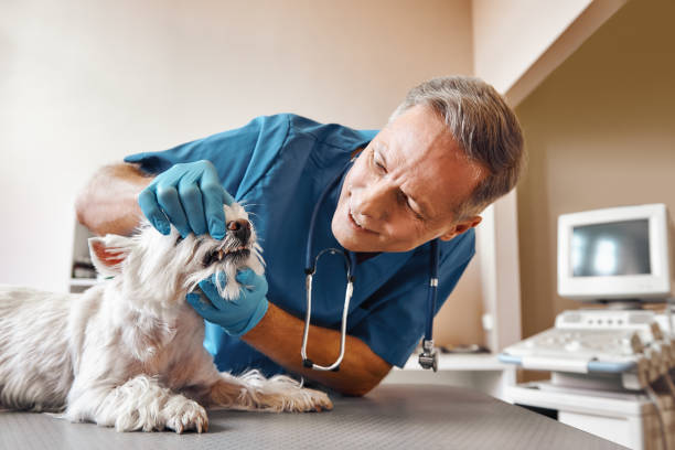 Best Emergency X-Rays and Diagnostics in Norway, MI